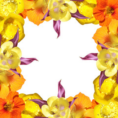 Beautiful floral background of aquilegia, nasturtium and water lilies. Isolated