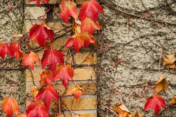 Colorful autumn leaves on wall, wall, autumn colors for wallpaper.