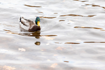 Duck swim in the pond