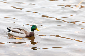 Duck swim in the pond