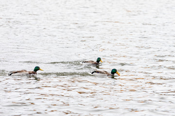 Ducks swim in the pond and fight for food