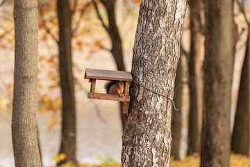Squirrel eats nuts in a manger on a tree in the autumn forest