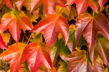 Colorful autumn leaves on wall, wall, autumn colors for wallpaper.