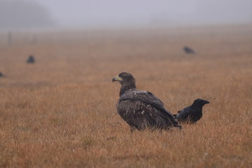 Orzeł bielik i kruk © Katarzyna