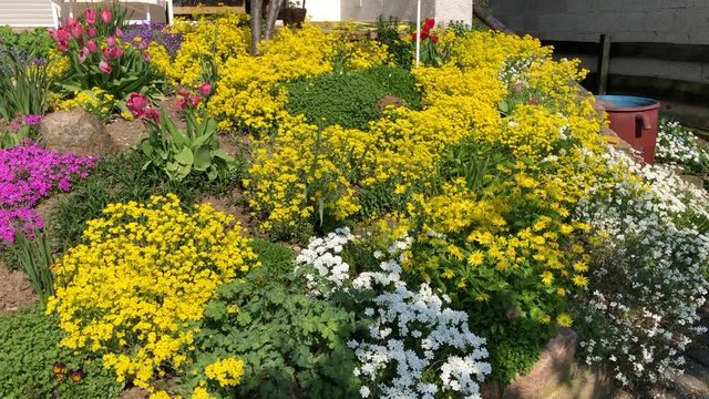 Steingarten im Fr&uuml;hling mit sich tummelnden Insekten 