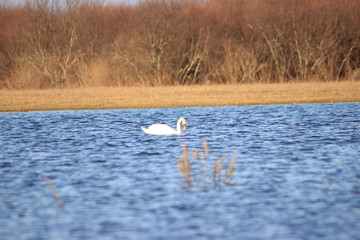 swans on the lake