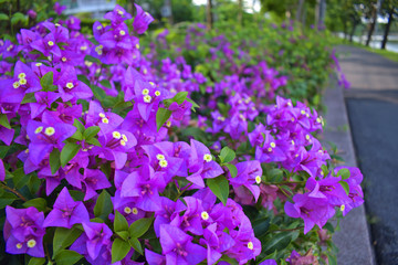 Fototapeta na wymiar Bougainvillea Flower In the park