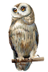 watercolor eagle owl, bird illustration is drawn on an isolated white background - obrazy, fototapety, plakaty