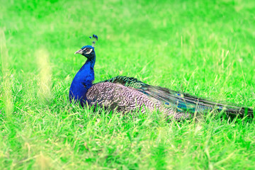 Fototapeta premium Bright colorful beautiful proud male peacock lies in green lush grass in an open aviary in a zoo. Side view, copy space