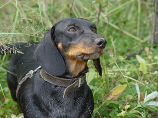 dachshund
