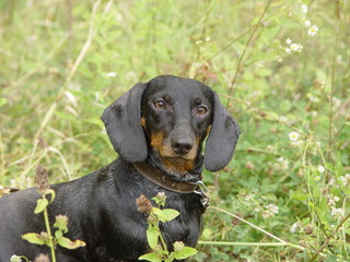 dachshund