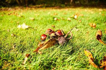 Opened horse chestnut (Aesculus) shell on the ground in green grass.