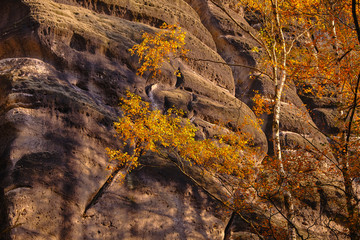 Herbstbäume am Felsen