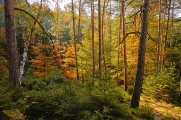 Wald in der sächsischen Schweiz