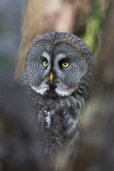  owl looks into the camera
