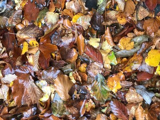  Autumn foliage. Can be used as background.