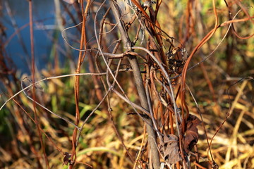 Beautiful October forest on a clear day