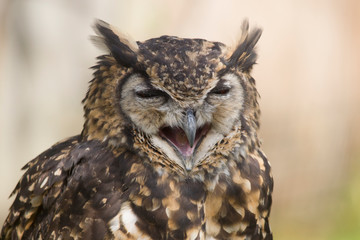  owl looks into the camera