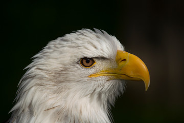 Portrait of a bird of prey