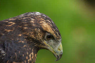 Portrait of a bird of prey