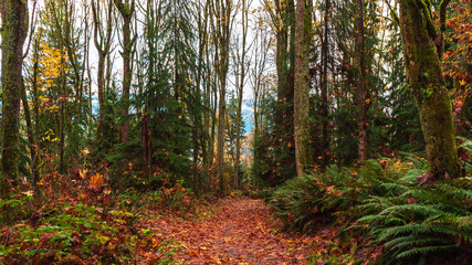 Obraz premium Headed down Cardiac Hill to TransCanada Trail in Fall