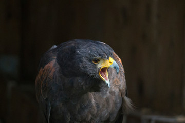 Portrait of a bird of prey