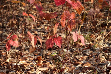 Beautiful October forest on a clear day
