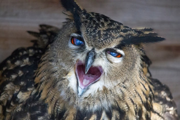 European eagle owl looks into the camera