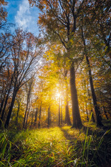 Autumn Forest Landscape, beautiful sunset colours in the woods, indian summer