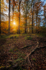 Falling Leaves in Autumn Forest Landscape, beautiful sunset colours in the woods, indian summer