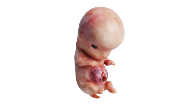 Embryo human development fetus body unborn. 3D rendering