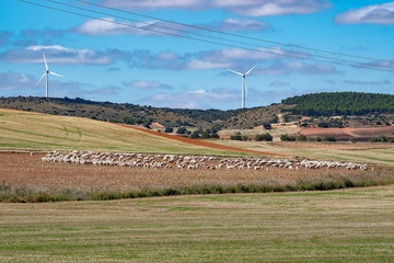 Flock of sheep with wind turbines in the Spanish Mancha