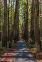 Fototapeta premium Redwood drive 