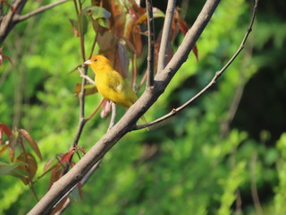 Obraz premium bird on branch