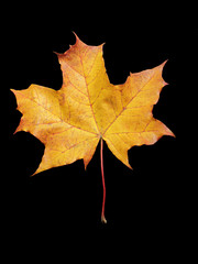 Big autumn maple tree leaf isolated on black background