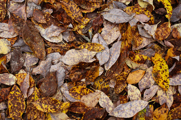 Yellow and brown various fallen leaves background