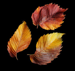 Autumn tree leaves isolated on black background