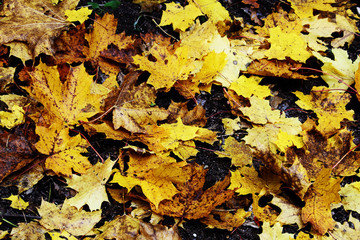 Yellow and brown various fallen leaves background