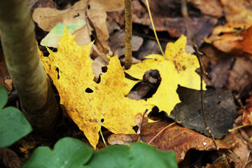 Yellow and brown various fallen leaves background