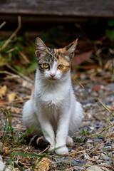 Three-colored kitten with green eyes close-up