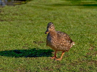 Mallard, Mallard Duck (Anas platyrhynchos) - a species of large water bird of the Anatidae family