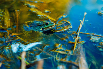 Frog in the dirty pond water of a lake