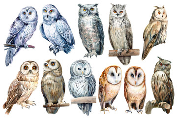 set of owls on an isolated white background, watercolor illustration