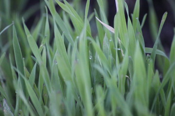 green grass with water drops