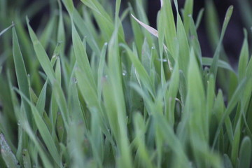 green grass