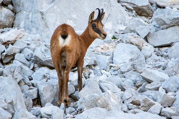 Rebeco, Rupicapra rupicapra, on the rocky hill of Picos de Europa, Spain. Wildlife scene in nature.