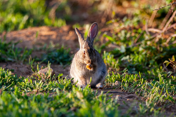European rabbit, Oryctolagus cuniculus. Animal in natural habitat, life in the meadow.