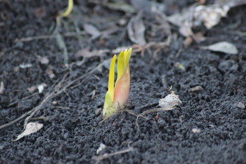 sprout