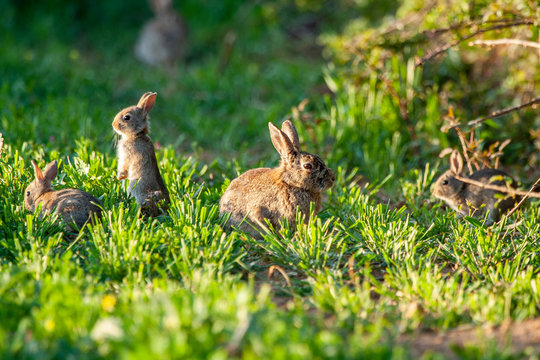 European rabbit, Oryctolagus cuniculus. Three rabbits on grass. Animals in natural habitat.