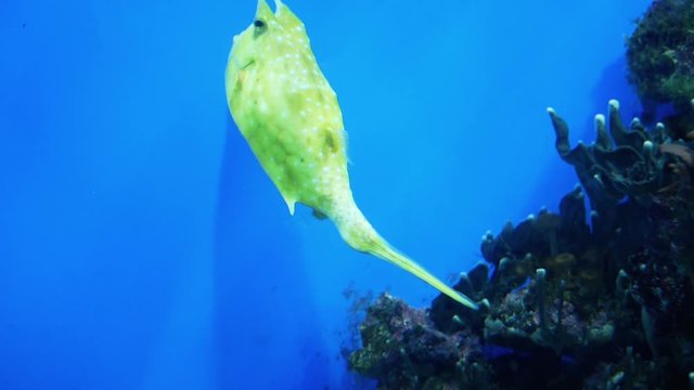 Longhorn cowfish also called horned boxfish eats corals and swims in aquarium water